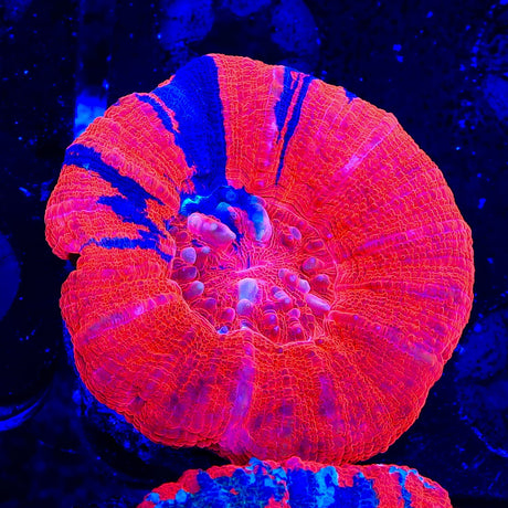 Superman Scolymia Coral