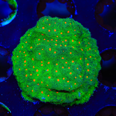 Superstitious Psammocora Coral