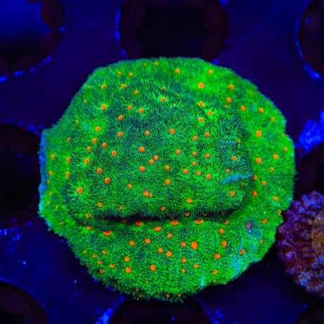 Superstitious Psammocora Coral