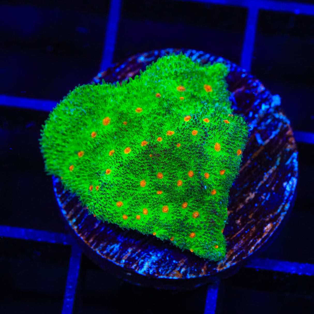Superstitious Psammocora Coral