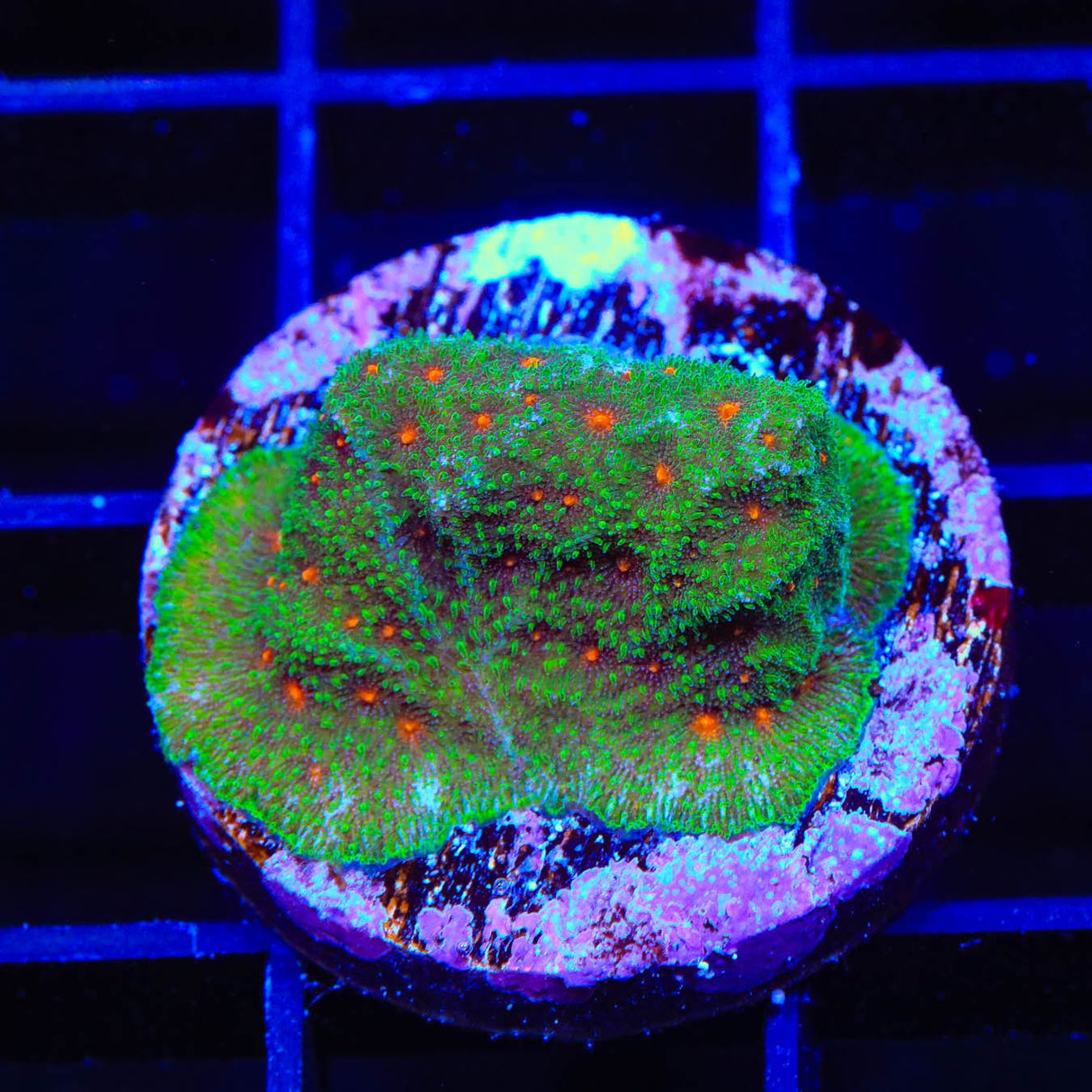 Superstitious Psammocora Coral