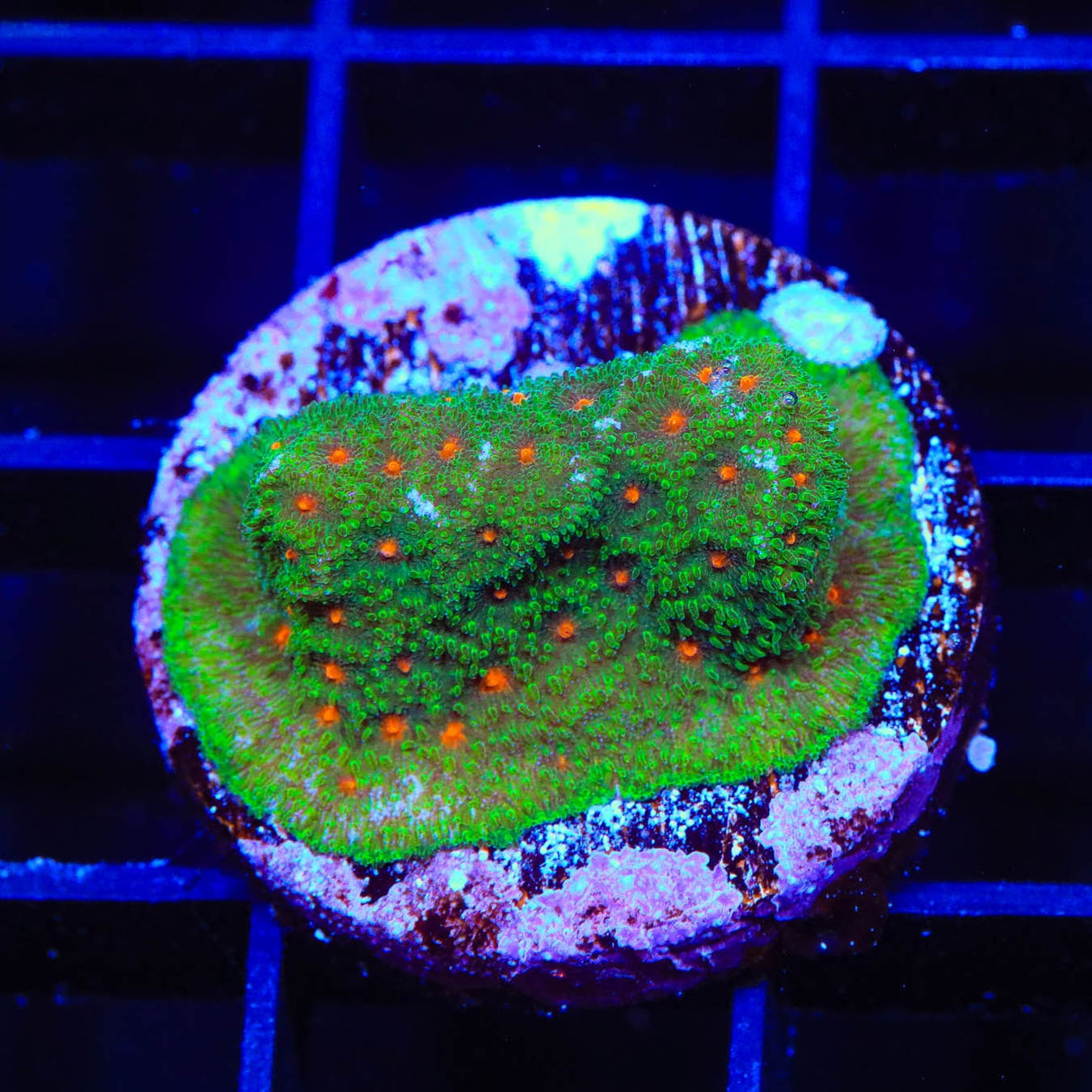 Superstitious Psammocora Coral