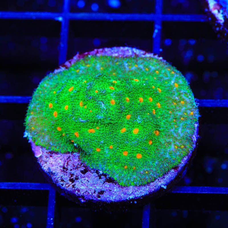 Superstitious Psammocora Coral
