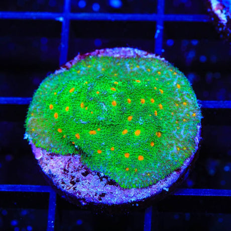 Superstitious Psammocora Coral