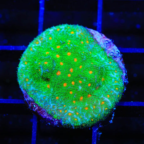 Superstitious Psammocora Coral
