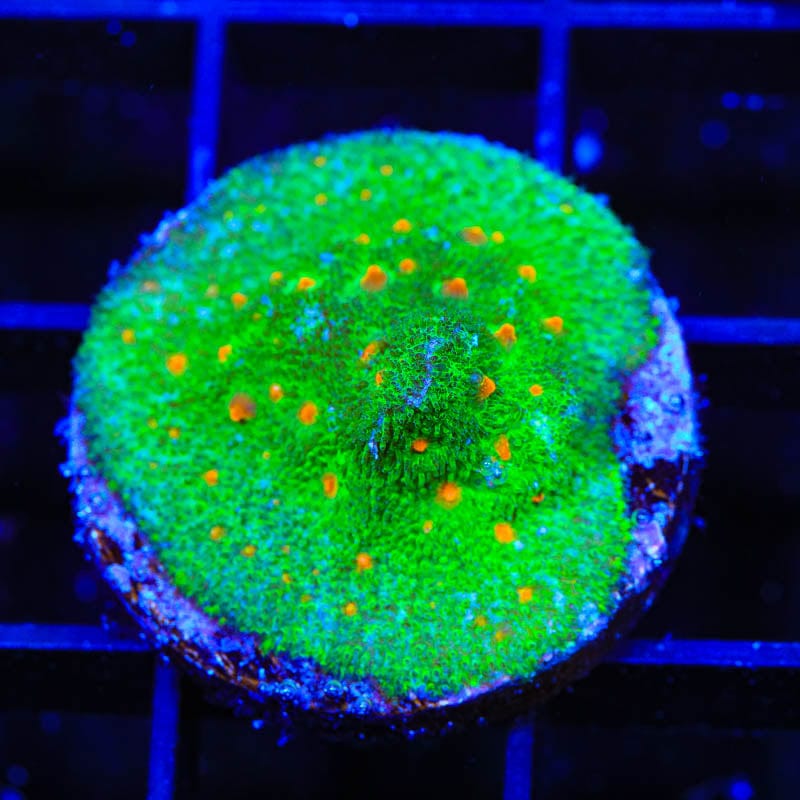 Superstitious Psammocora Coral