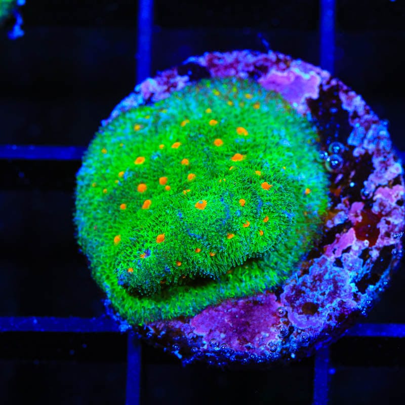 Superstitious Psammocora Coral