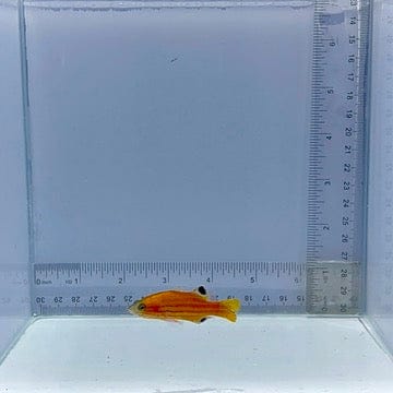 Swalesi Basslet Fish