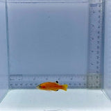 Swalesi Basslet Fish