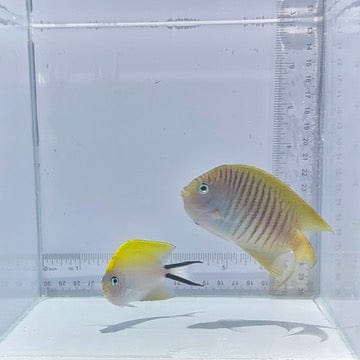 Swallowtail Pair Angelfish (Genicanthus melanospilos)