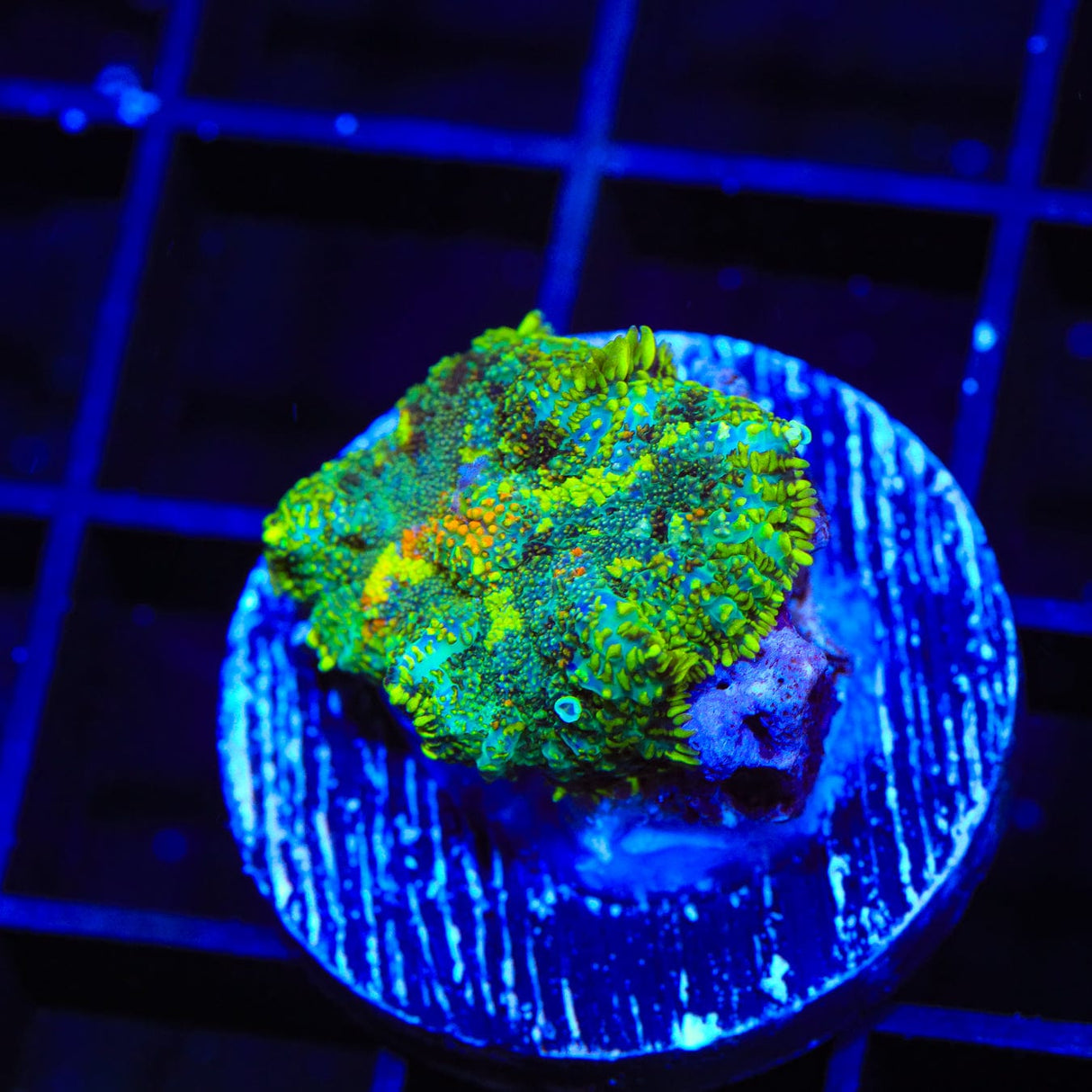 Swamp Land Rhodactis Mushroom Coral