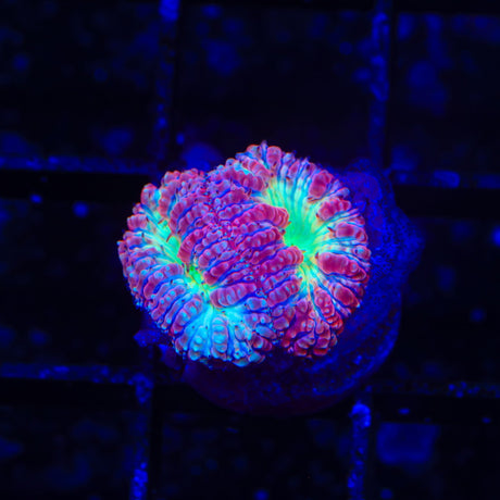 Sweet Blastomussa Coral