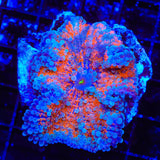 Sweet Heat Yuma Coral