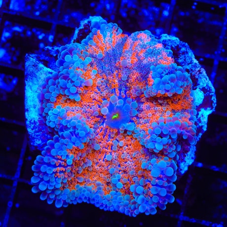 Sweet Heat Yuma Coral