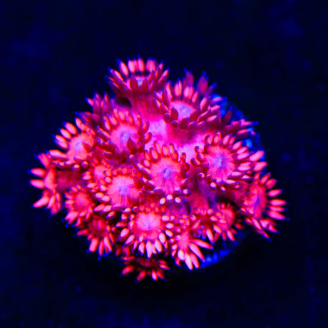 Sweet Pie Goniopora Coral