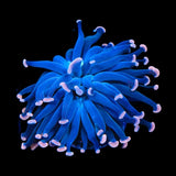 Sweet Treat Hammer Coral