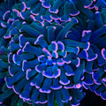 Sweet Treat Hammer Coral
