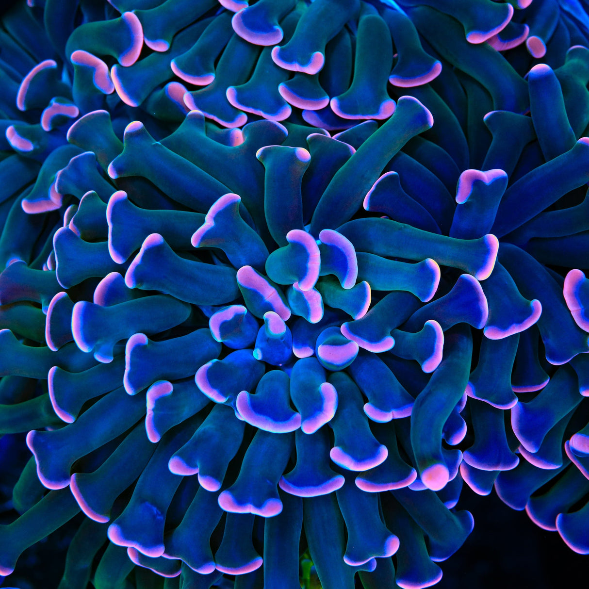 Sweet Treat Hammer Coral