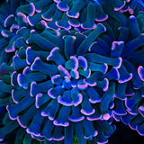 Sweet Treat Hammer Coral