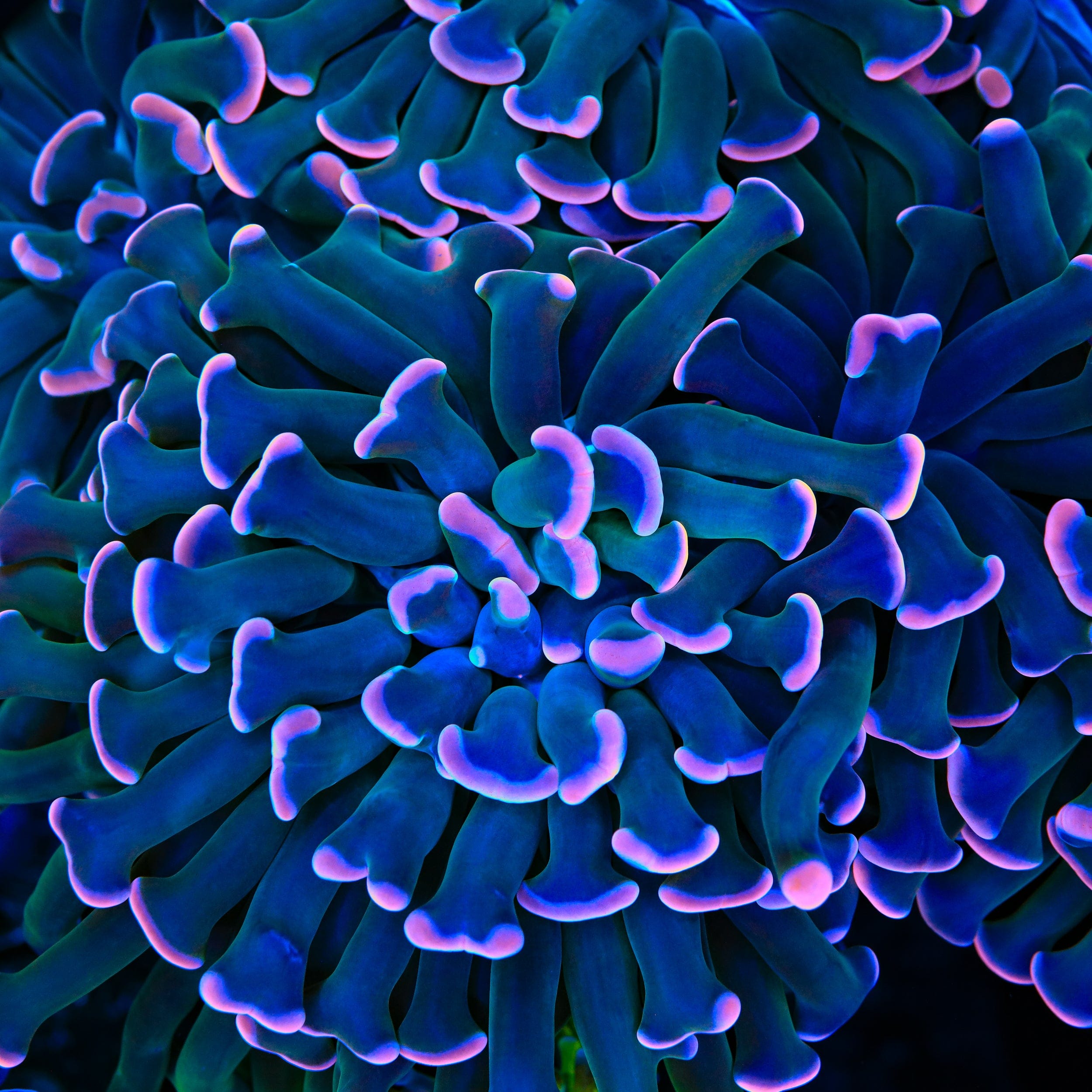 Sweet Treat Hammer Coral