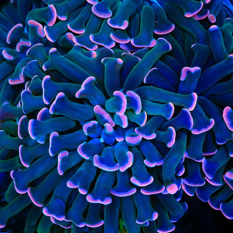 Sweet Treat Hammer Coral