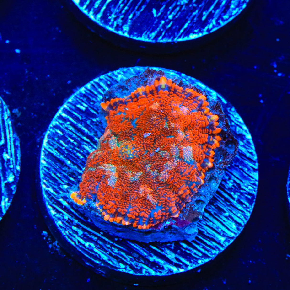 Tang Rhodactis Mushroom Coral