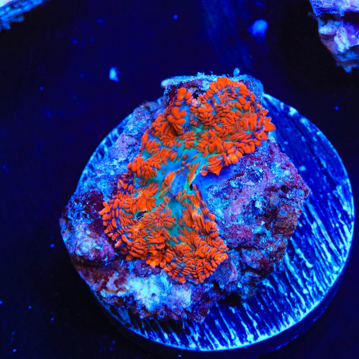 Tang Rhodactis Mushroom Coral