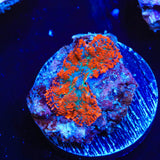 Tang Rhodactis Mushroom Coral