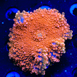 Tang Yuma Mushroom XL Frag Coral