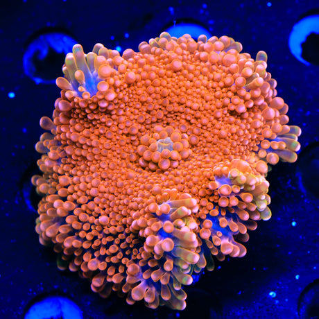 Tang Yuma Mushroom XL Frag Coral
