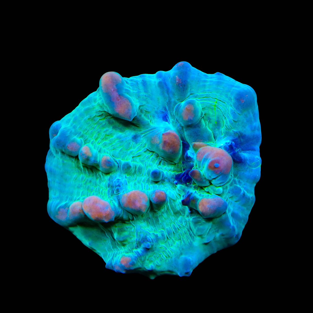 Teal Cosmic Candy Bounce Chalice Coral