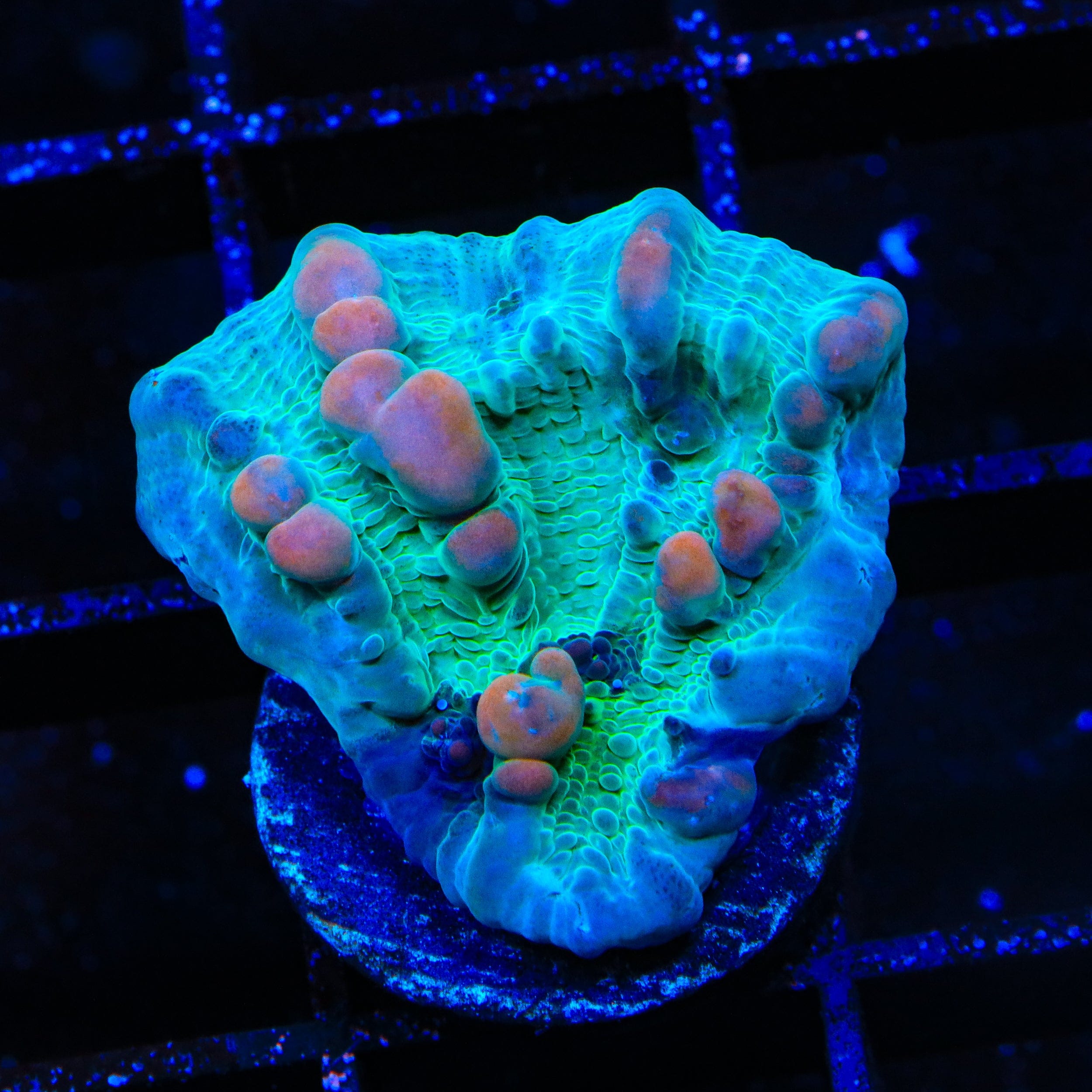 Teal Cosmic Candy Bounce Chalice Coral – Top Shelf Aquatics
