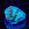 Teal Cosmic Candy Bounce Chalice Coral