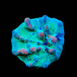 Teal Cosmic Candy Bounce Chalice Coral