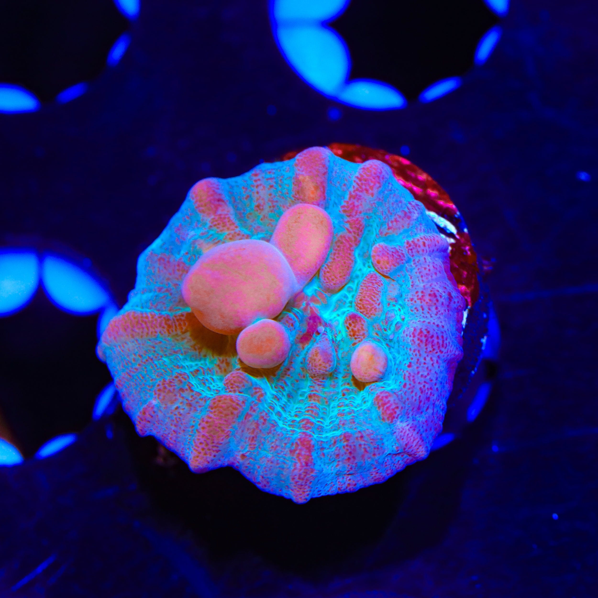 Teal Cosmic Candy Bounce Chalice Coral – Top Shelf Aquatics