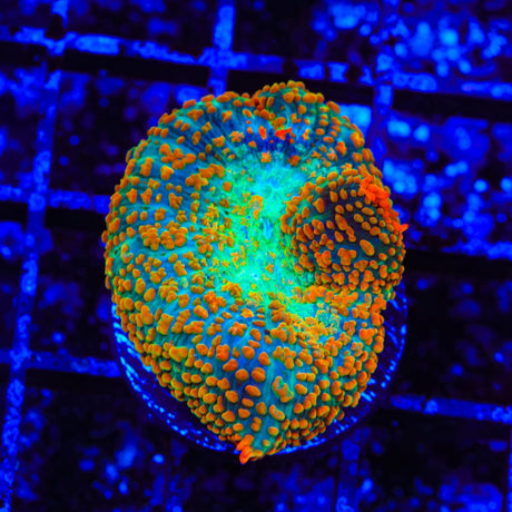 Tequila Sunrise Mushroom Coral