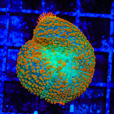 Tequila Sunrise Mushroom Coral