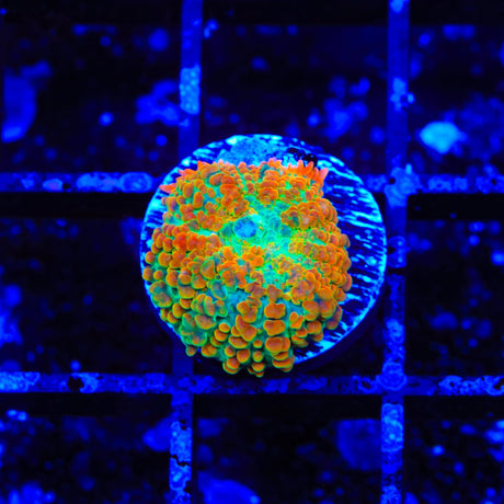 Tequila Sunrise Mushroom Coral