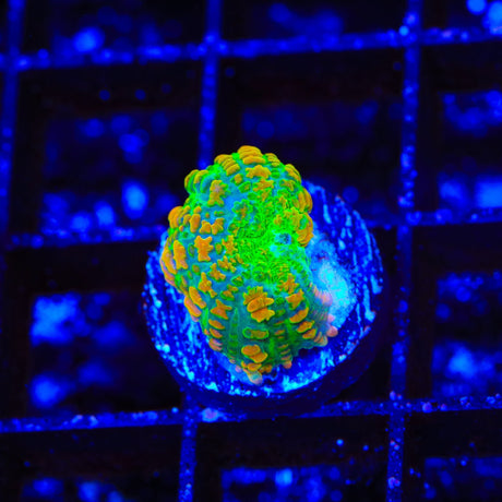 Tequila Sunrise Mushroom Coral