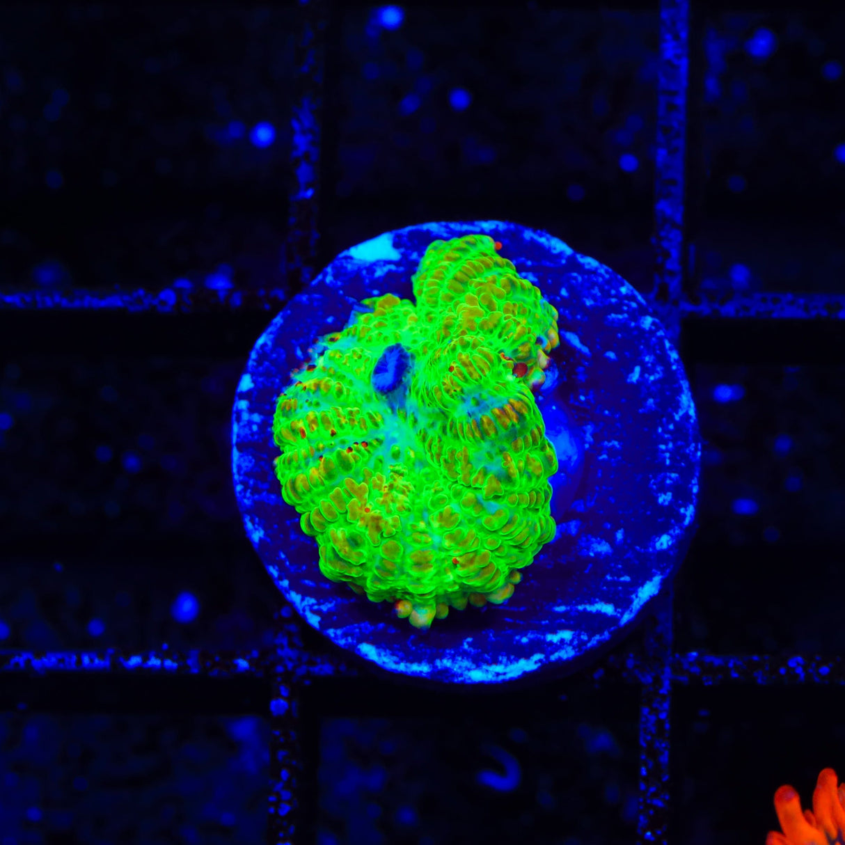 Tequila Sunrise Mushroom Coral