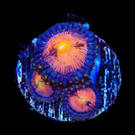 TG Sakura Zoanthids Coral