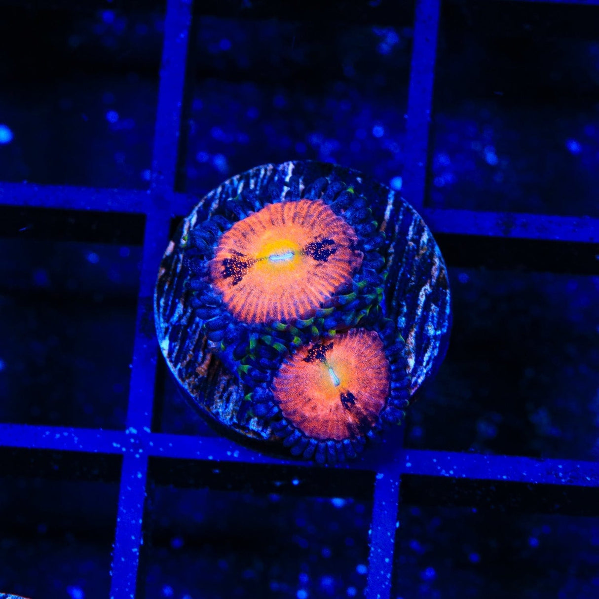 TG Sakura Zoanthids Coral