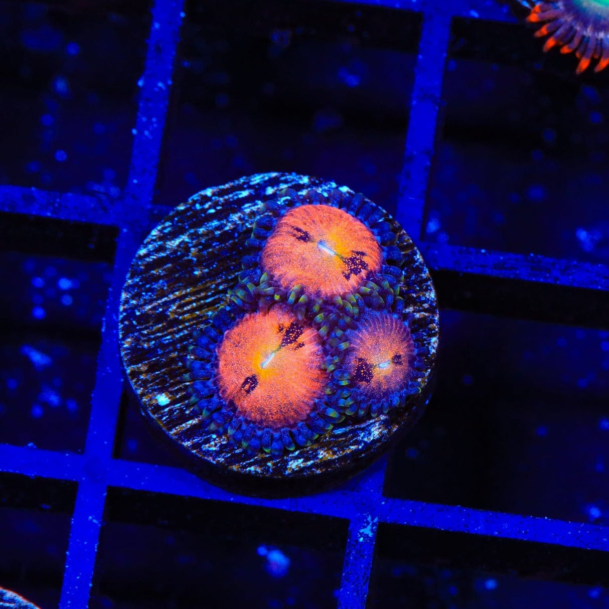 TG Sakura Zoanthids Coral
