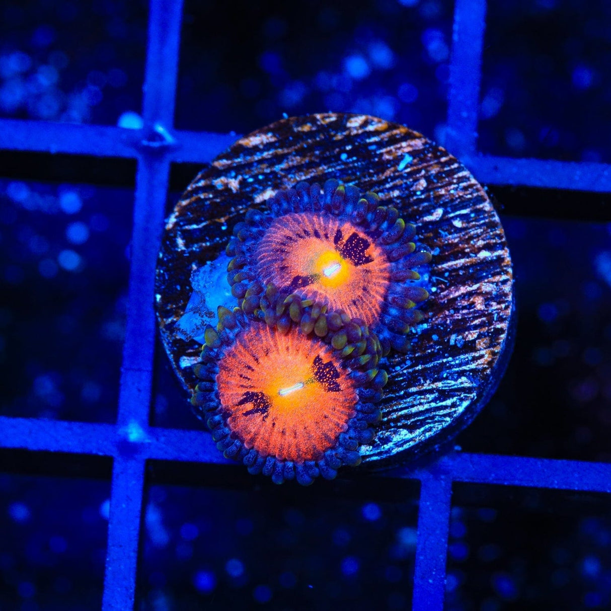TG Sakura Zoanthids Coral