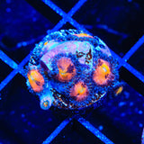 TG Sakura Zoanthids Coral