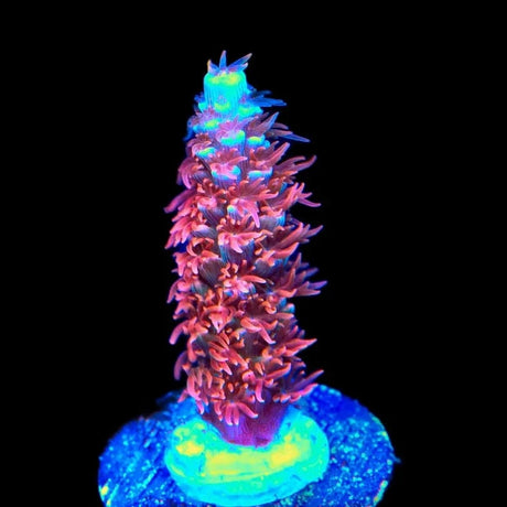 TGC Cherry Bomb Acropora Coral