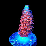 TGC Cherry Bomb Acropora Coral