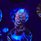 TGC Cherry Bomb Acropora Coral