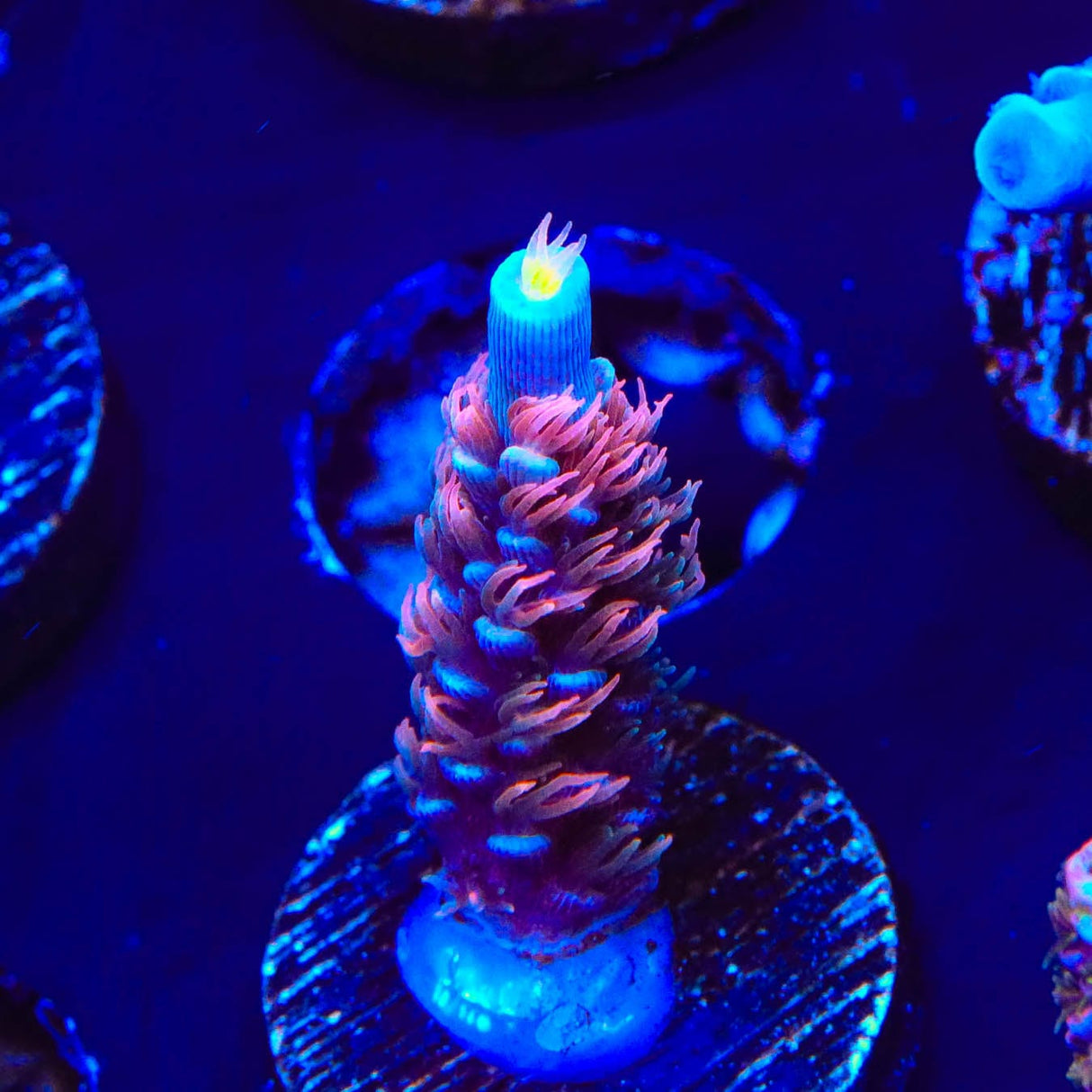 TGC Cherry Bomb Acropora Coral