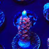 TGC Cherry Bomb Acropora Coral